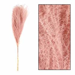 Miscanthus Seco Rosa Vintage 75cm (10 Tallos)