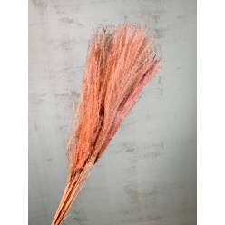 Miscanthus Seco Rojo Oscuro 75cm (10 Tallos)