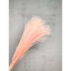 Miscanthus Seco Rosa Claro 75cm (10 Tallos)