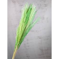 Miscanthus Seco Verde Claro 75cm (10 Tallos)