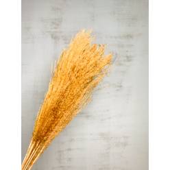 Miscanthus Seco Mostaza Claro 75cm (10 Tallos)