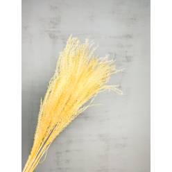 Miscanthus Seco Amarillo Claro 75cm (10 Tallos)