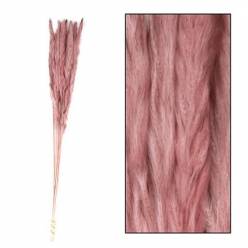 Plumas Pampa Mace Nature Rosa Vintage 65-75cm (10 Tallos)