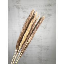 Plumas Pampa Mace Nature Natural 65-75cm (10 Tallos)