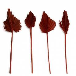 Palms Spear Seco Mediano Terracota 35cm (4 Tallos)