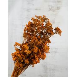 Achilea Seca Naranja 75g 55cm