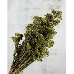 Achilea Seca Verde 75g 55cm