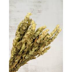 Stacy Seco Natural 75g 60cm