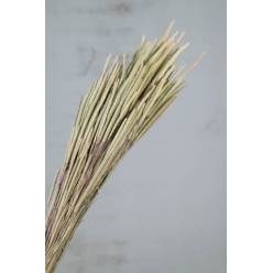 Phleum Pratensis Seco Natural 100g 55cm