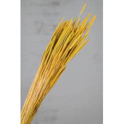 Phleum Pratensis Seco Amarillo 100g 55cm
