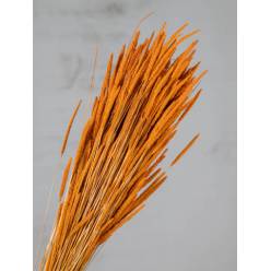 Phleum Pratensis Seco Naranja 100g 55cm
