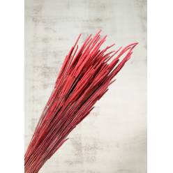 Phleum Pratensis Seco Rosa 100g 55cm