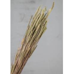 Phleum Pratensis Seco Verde 100g 55cm