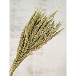 Wild Grass Seco Natural 75g 60cm