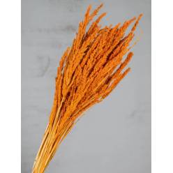 Wild Grass Seco Naranja 75g 60cm