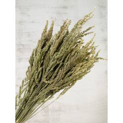 Wild Grass Seco Verde 75g 60cm