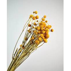 Gomphrena Seca Amarilla 100g 55cm