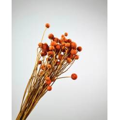 Gomphrena Seca Naranja 100g 55cm