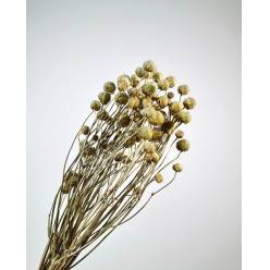 Gomphrena Seca Verde 100g 55cm