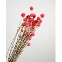 Gomphrena Seca Rosa 100g 55cm