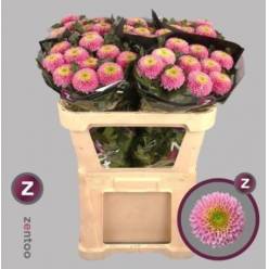Uniflor Hol. Souvenir 80gr Rs.