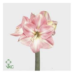 Amaryllis Darling Rosa "CC12"