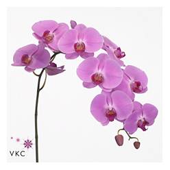 Phalaenopsis Victori Princes x25