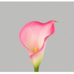 Calla Candy Dream 55cm Rs