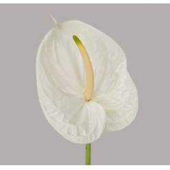 Anthurium Hol. Aspire Bl. 13  "CC12"