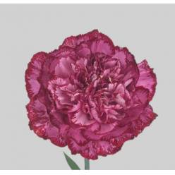 Clavel Col. Select Bacarat Purple