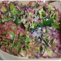 Hortensia Hol. Alps Paars Classic 50cm �15/18
