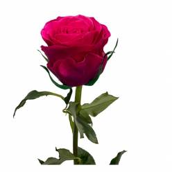 Rosa Ecu. Hotspot 60cm