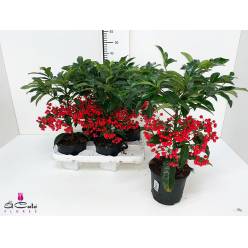 P. Ardisia Crenata Rojo  14/40m "CC4"