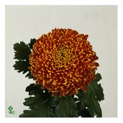 Uniflor Hol. Deco Tom Pearce 90gr