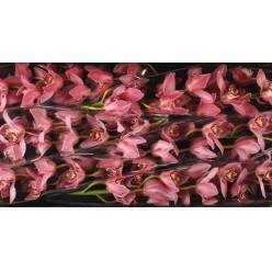 Cymbidium Pin Up 80cm Mor.