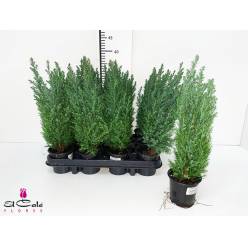 P. Cham. L Ellwoodii 9/30cm "CC18"