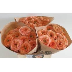 Rosa Hol. Living Coral 40cm