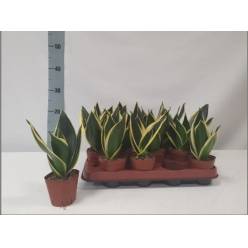 P. Sansevieria trif. Golden Hahnii "Caja" 6/15cm (Precio x20 uni