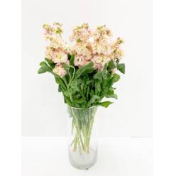 Aleli Hol. Iron Apricot 70cm "T10" Salm.