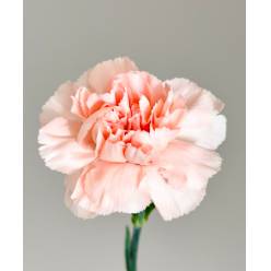 Clavel Nac. 70cm Novia