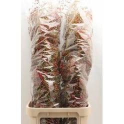 Rosal Corallo Fruta 90cm