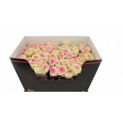 Ramificada Gelato 50cm bic.