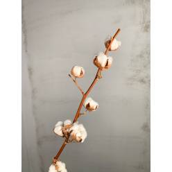 Algodon tallos (5 Bolas)