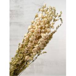 Delphinium Seco Blanco 70cm 90g