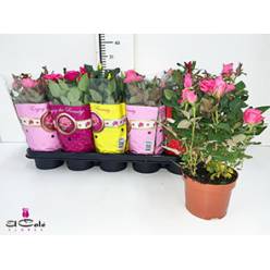P. Rosal Star R Variado 12/30cm "CC10"