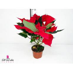 P. Poinsetia Nac. 10.5/25cm "CC15"