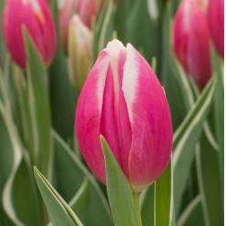 Tulipan Hol. Mark Desing 40cm Bic.