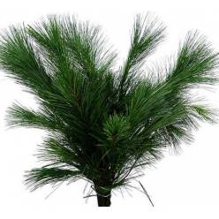 Pinus Strobus 50cm "Paquete"