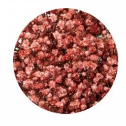Paniculata Ecu. Tint. Naranja 750gr "T25"