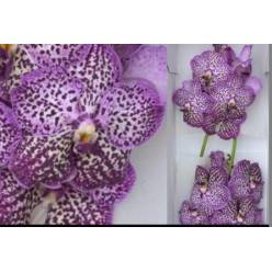 Vanda Royal Purple x16